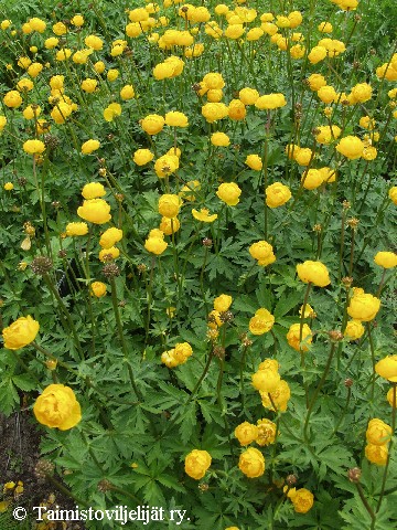 Trollius Cultorum-Ryhm 'Orange Princess'